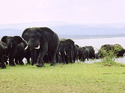 Akagera Elephant