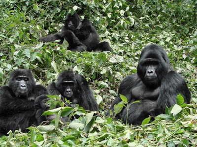 famille gorilles