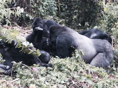 gorilles famille