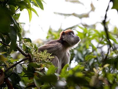 kibale primate