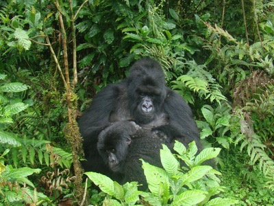 gorillas RWANDA